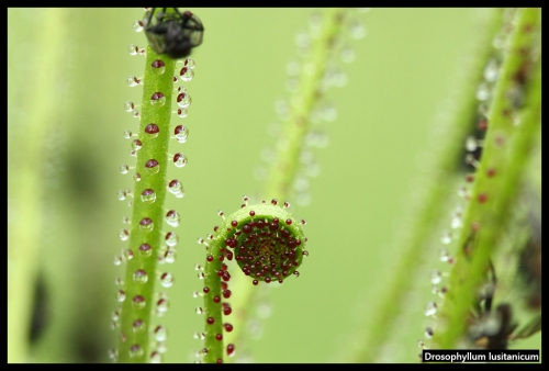 Drosophyllum