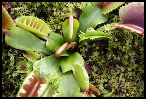 Dionaea Austrieb