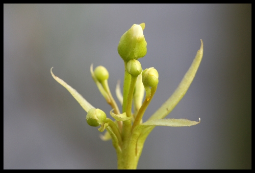 Dionaea Blüte