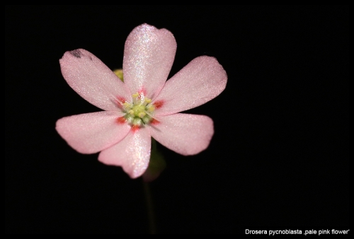 D pycnoblasta palepinkflower