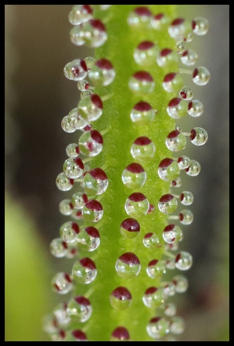Drosophyllum (1)