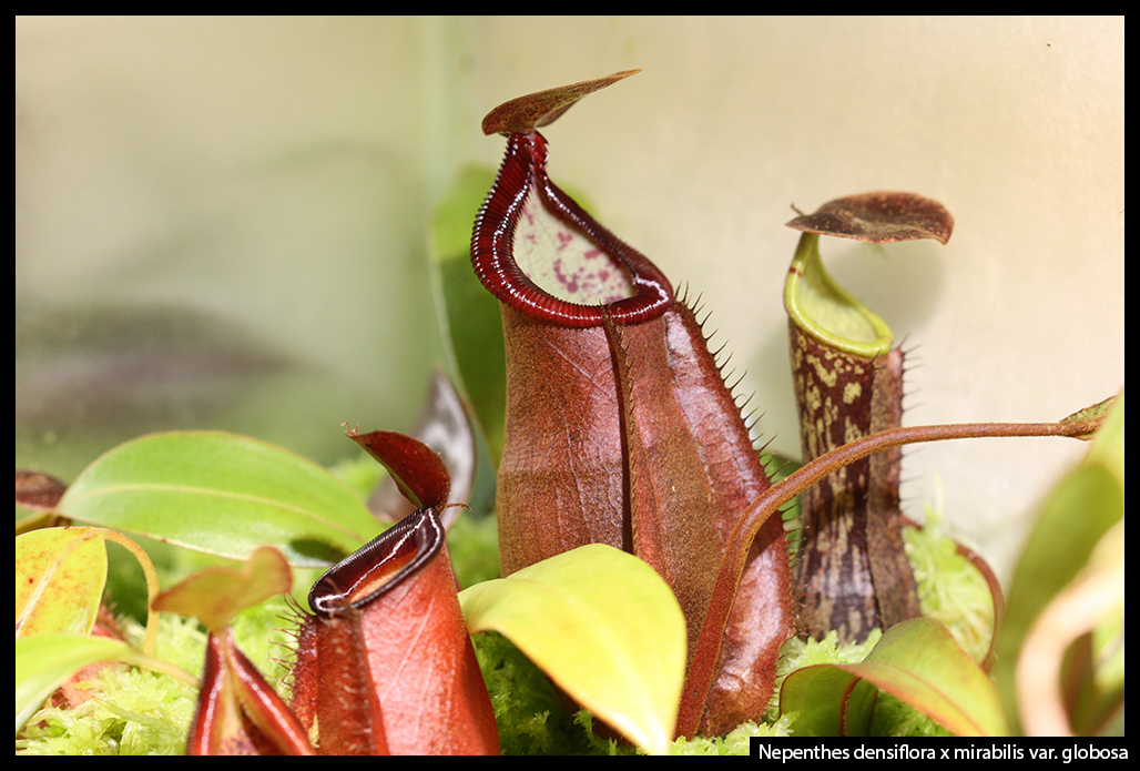 Nepenthes densiflora x mirabilis var. globosa