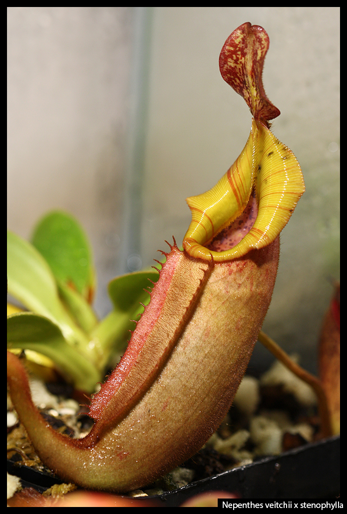 Nepenthes veitchii x stenophylla