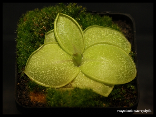 macrophylla pfl
