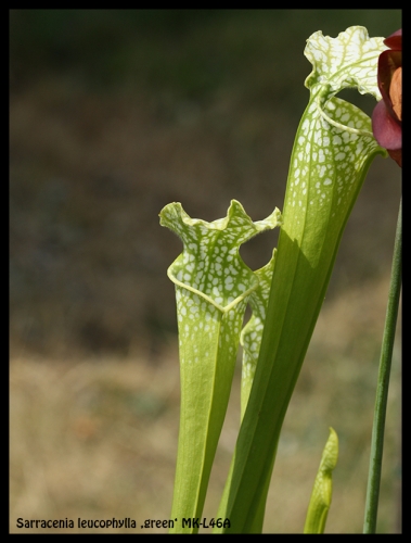 S leucophylla green