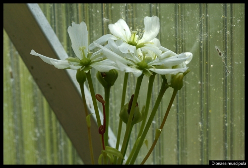 Dionaea Blüten
