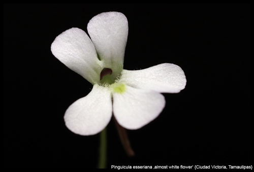 P esseriana whiteflower CiudadVictoria